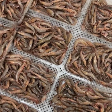 小瓜皮虾