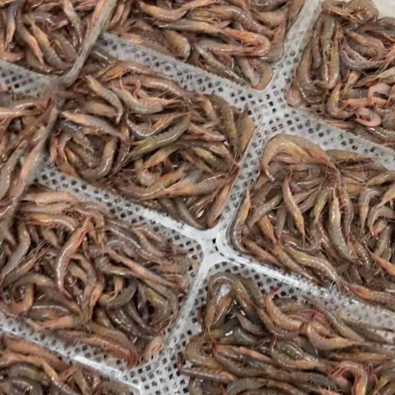 小瓜皮虾