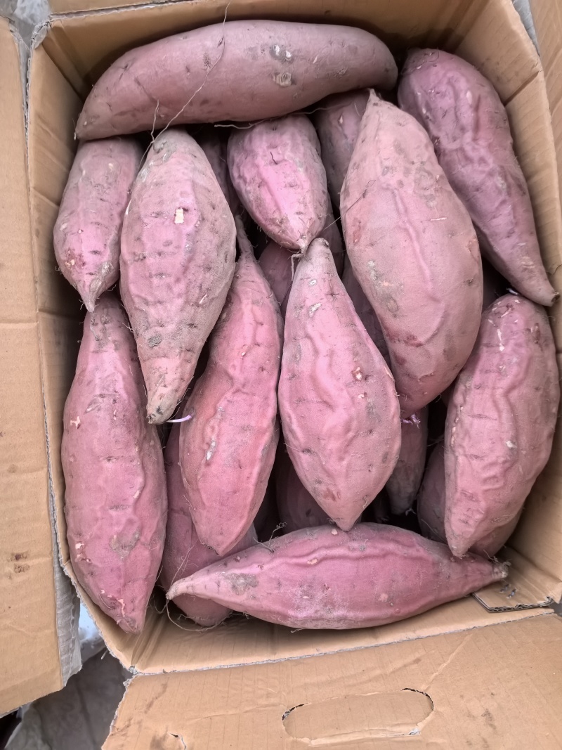 精品烟薯25号大量有货常年供应价格优惠有需要电议