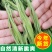 贡菜干货新鲜苔干响菜批发火锅凉拌脱水蔬菜