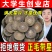 正宗广东化橘红橘红正毛带星雪花片包邮