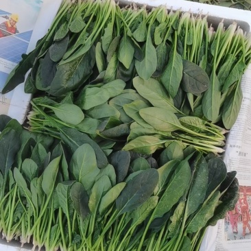 菠菜
