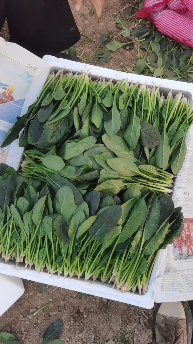 菠菜