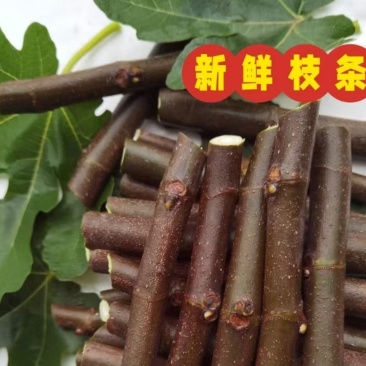 波姬红无花果枝条