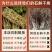 安徽霍山铁皮石斛干条石斛粉中药材泡茶泡水
