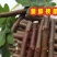 波姬红无花果枝条