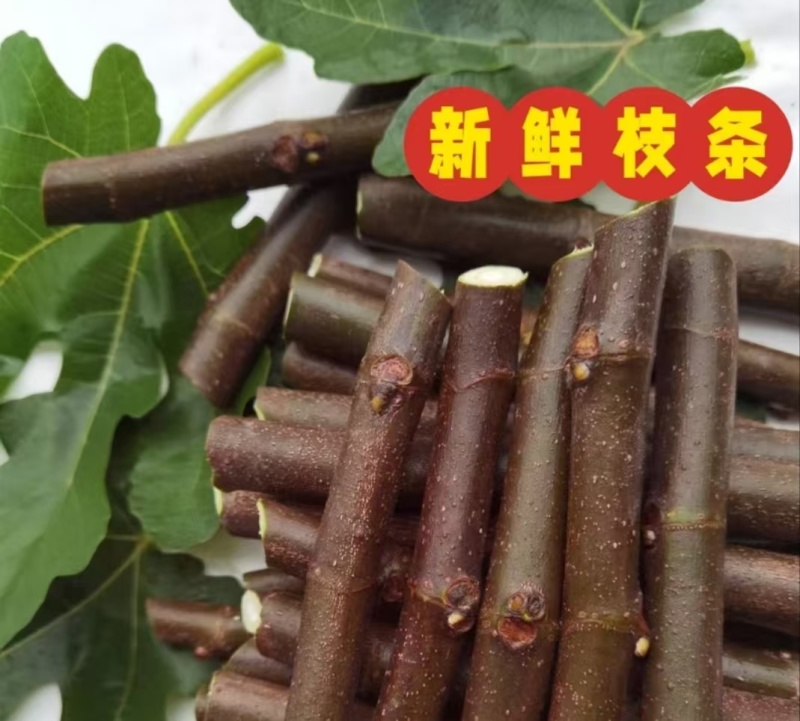 波姬红无花果枝条