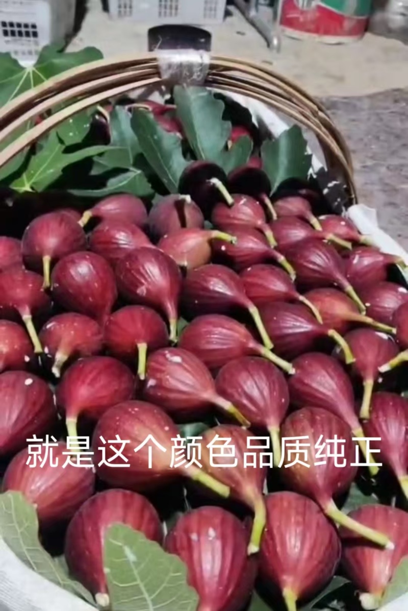 波姬红无花果枝条