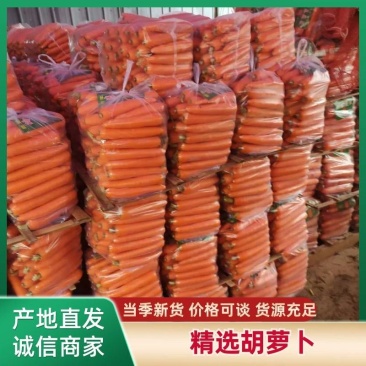 【量大优惠】开封胡萝卜雷肯德，红金川，另有场地可供水洗。