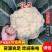 【精品】精品松花菜！基地直供，品质保障，诚信经营！