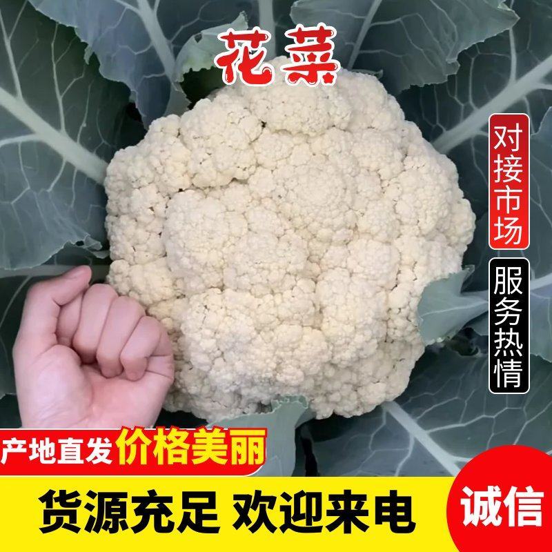 【精品】精品松花菜！基地直供，品质保障，诚信经营！