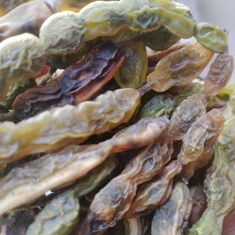 。山东新鲜大槐豆，药食种丰富营养多样化，为您打造健康生活