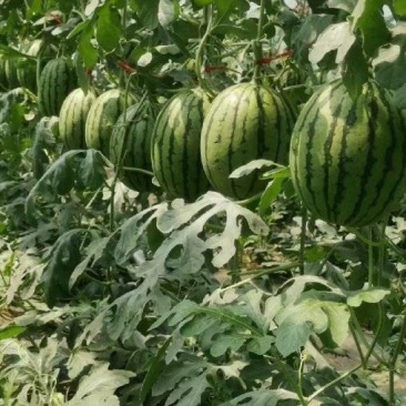 富美2k西瓜苗蜜糖子嫁接苗基地直发品种优良现挖现