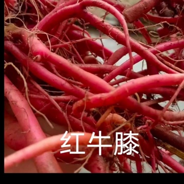 红牛膝又名土牛膝