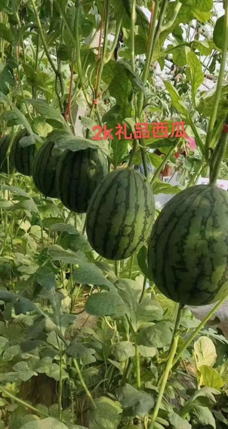 富美2k西瓜苗蜜糖子嫁接苗基地直发品种优良现挖现