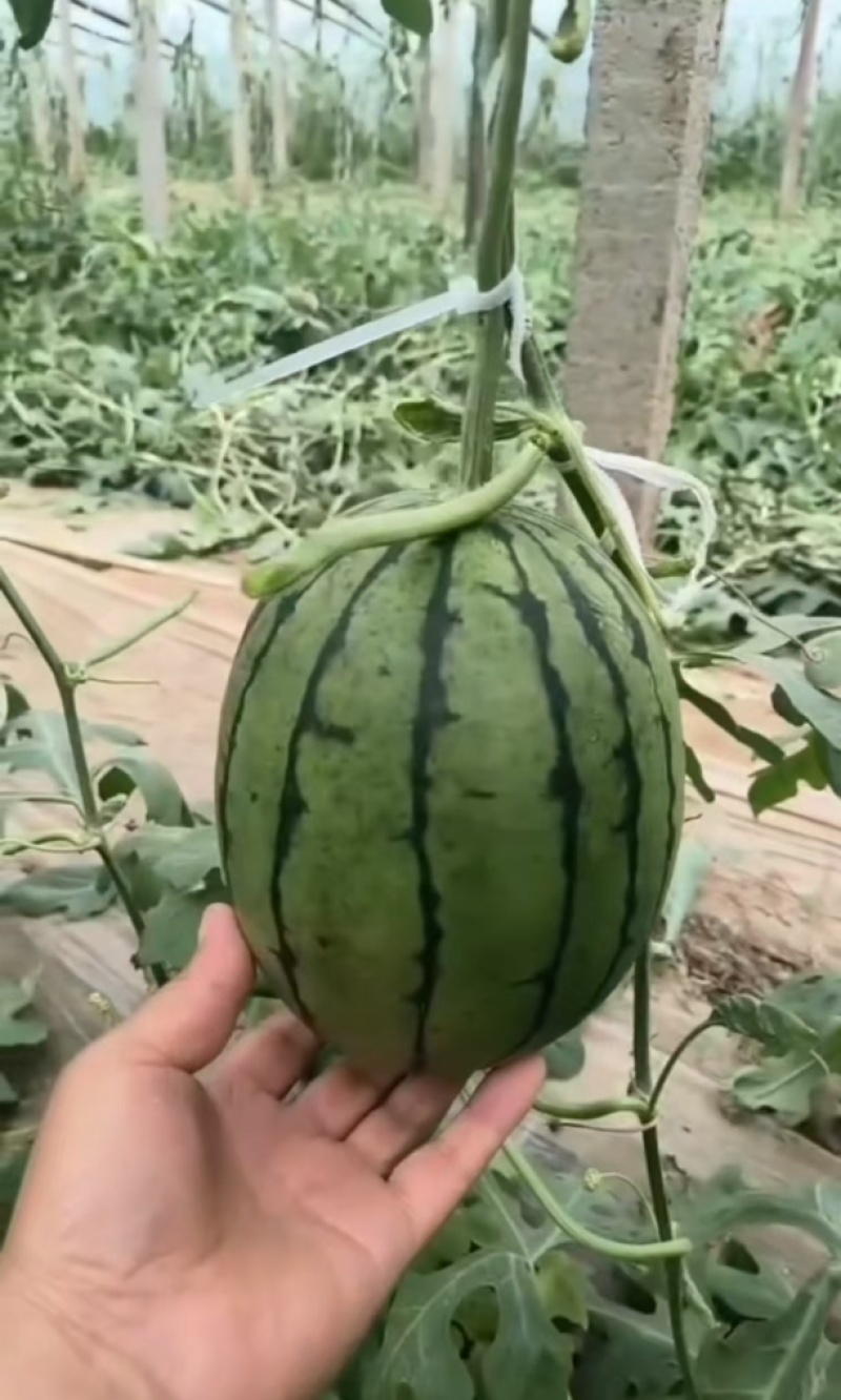 富美2k西瓜苗蜜糖子嫁接苗基地直发品种优良现挖现