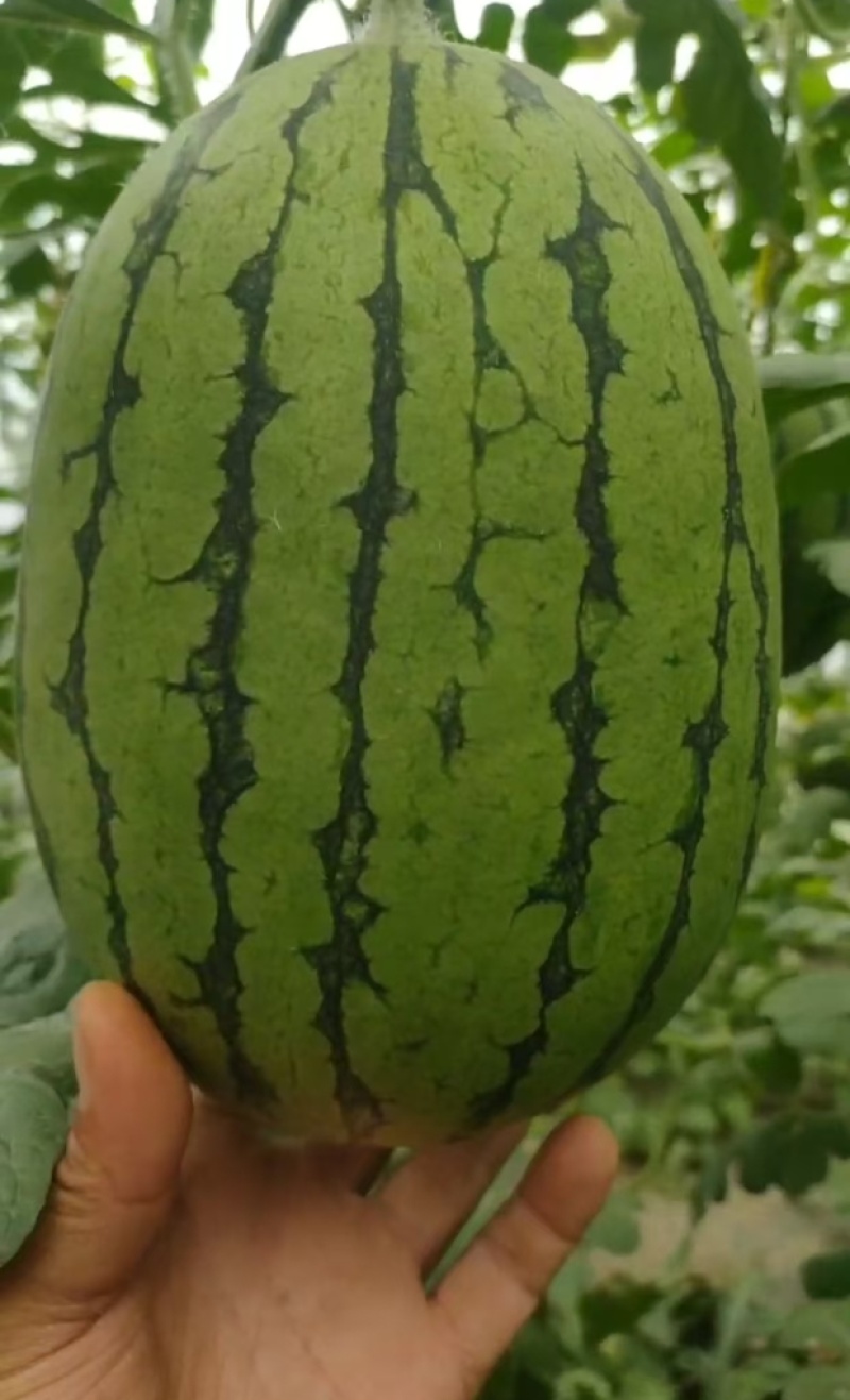 富美2k西瓜苗蜜糖子嫁接苗基地直发品种优良现挖现