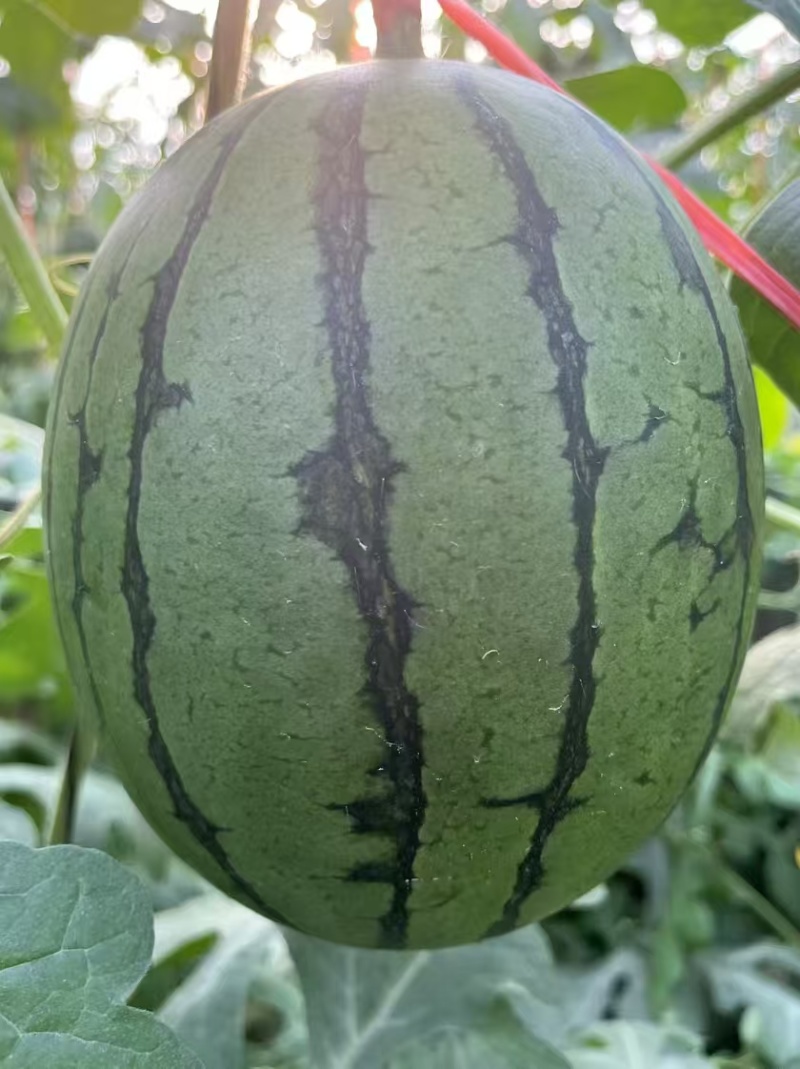 富美2k西瓜苗蜜糖子嫁接苗基地直发品种优良现挖现