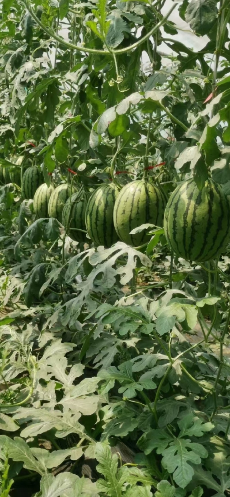 富美2k西瓜苗蜜糖子嫁接苗基地直发品种优良现挖现