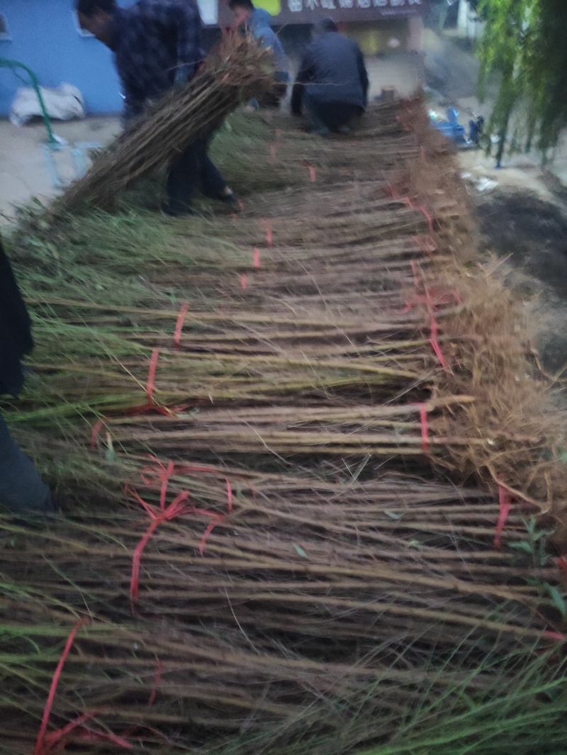 恒信苗木基地实生桃苗，毛桃苗，根系发达，苗子现要现挖。成