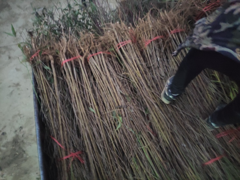 恒信苗木基地实生桃苗，毛桃苗，根系发达，苗子现要现挖。成