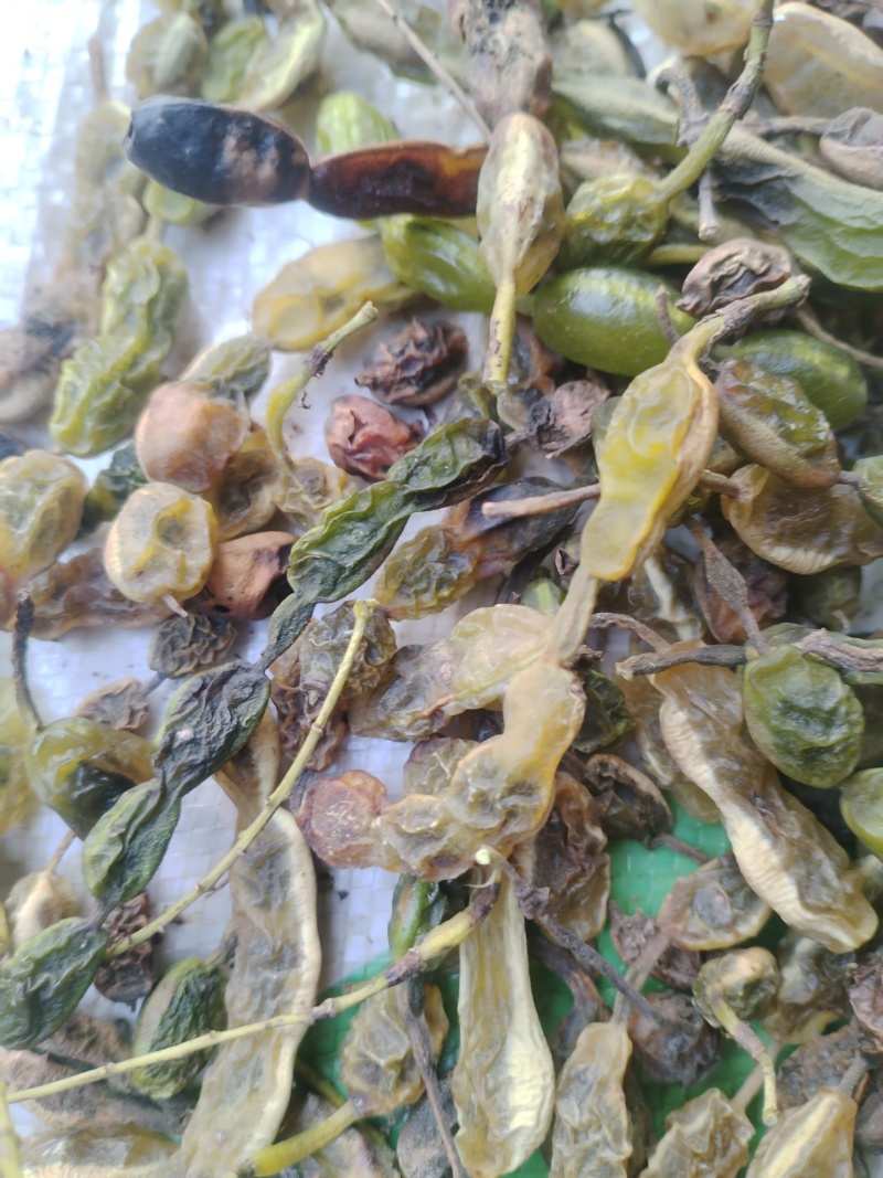 。山东新鲜大槐豆，药食种丰富营养多样化，为您打造健康生活