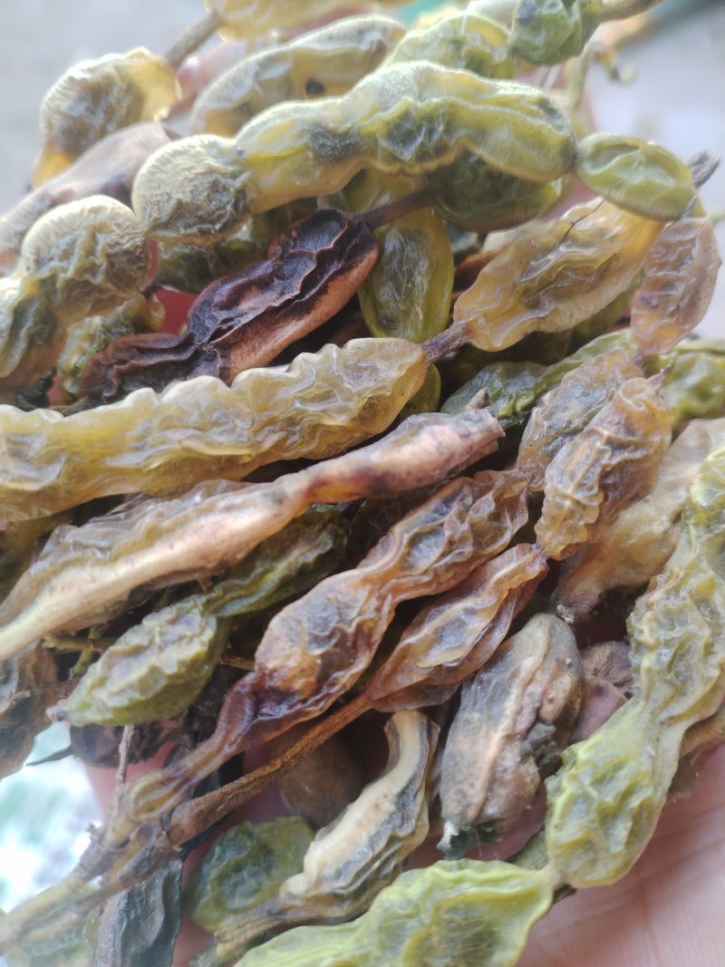 。山东新鲜大槐豆，药食种丰富营养多样化，为您打造健康生活