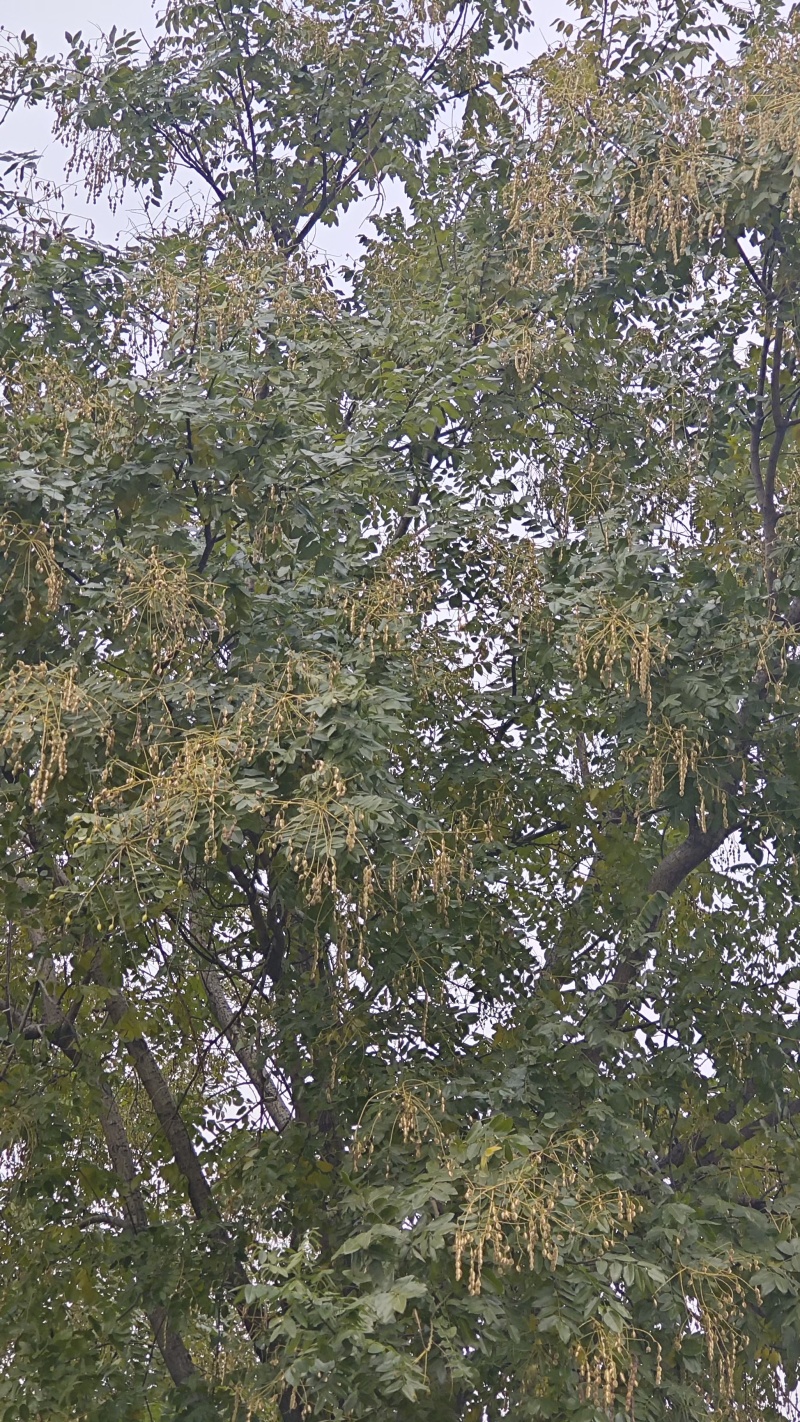 。山东新鲜大槐豆，药食种丰富营养多样化，为您打造健康生活