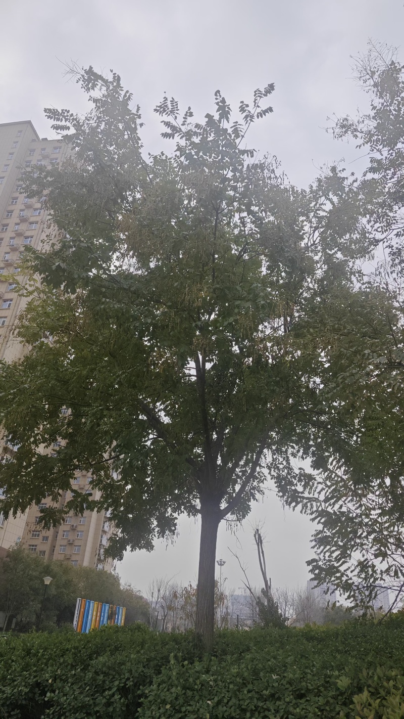 。山东新鲜大槐豆，药食种丰富营养多样化，为您打造健康生活