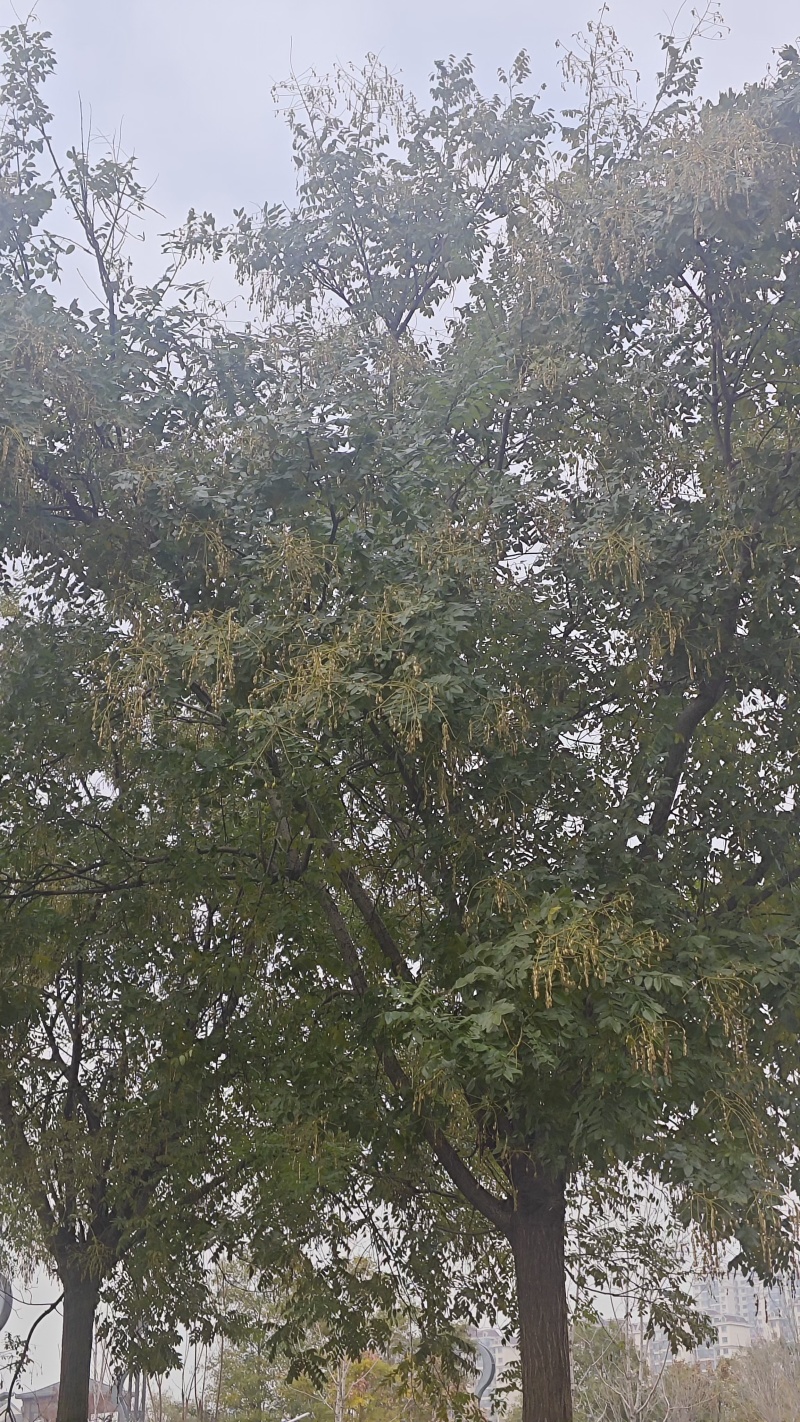 。山东新鲜大槐豆，药食种丰富营养多样化，为您打造健康生活