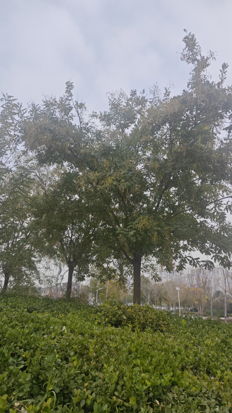 。山东新鲜大槐豆，药食种丰富营养多样化，为您打造健康生活
