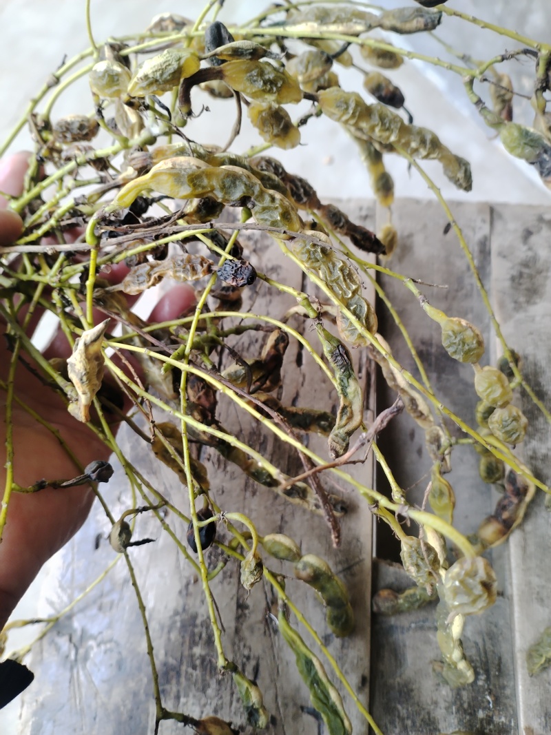 。山东新鲜大槐豆，药食种丰富营养多样化，为您打造健康生活
