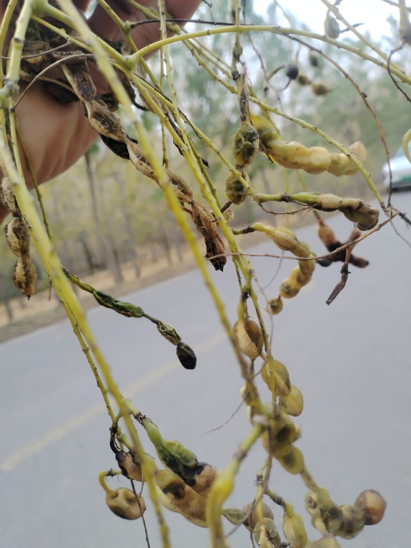 。山东新鲜大槐豆，药食种丰富营养多样化，为您打造健康生活