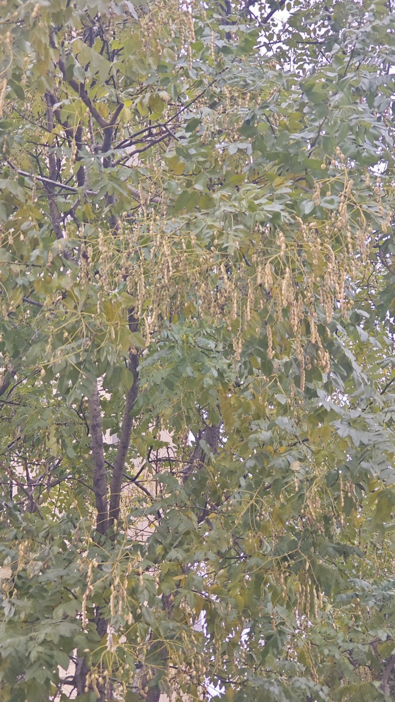 。山东新鲜大槐豆，药食种丰富营养多样化，为您打造健康生活