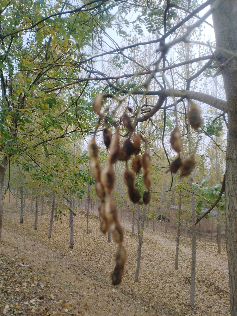 。山东新鲜大槐豆，药食种丰富营养多样化，为您打造健康生活