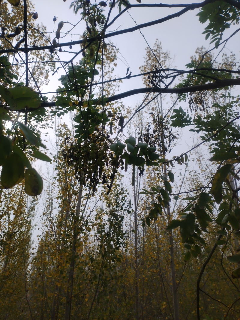 。山东新鲜大槐豆，药食种丰富营养多样化，为您打造健康生活