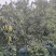 。山东新鲜大槐豆，药食种丰富营养多样化，为您打造健康生活
