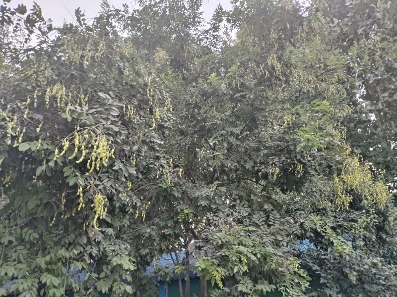 。山东新鲜大槐豆，药食种丰富营养多样化，为您打造健康生活