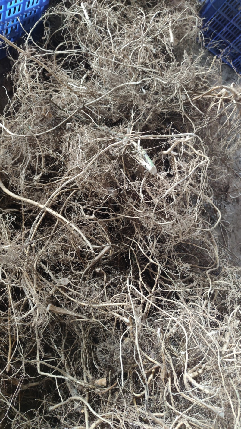 白花牛奶根