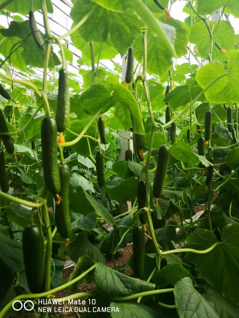 水果黄瓜苗富利莱1号抗病高产苗厂直发保质保量易成活