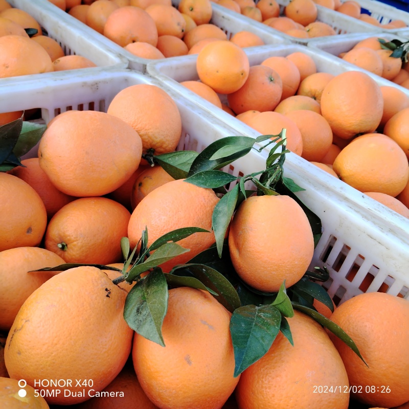 高山纽荷尔脐橙