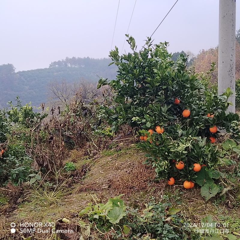 高山纽荷尔脐橙