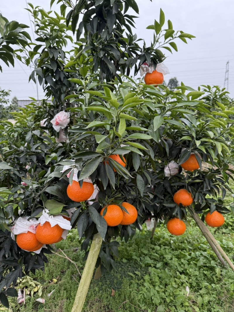 爱媛果冻橙爱媛38量大