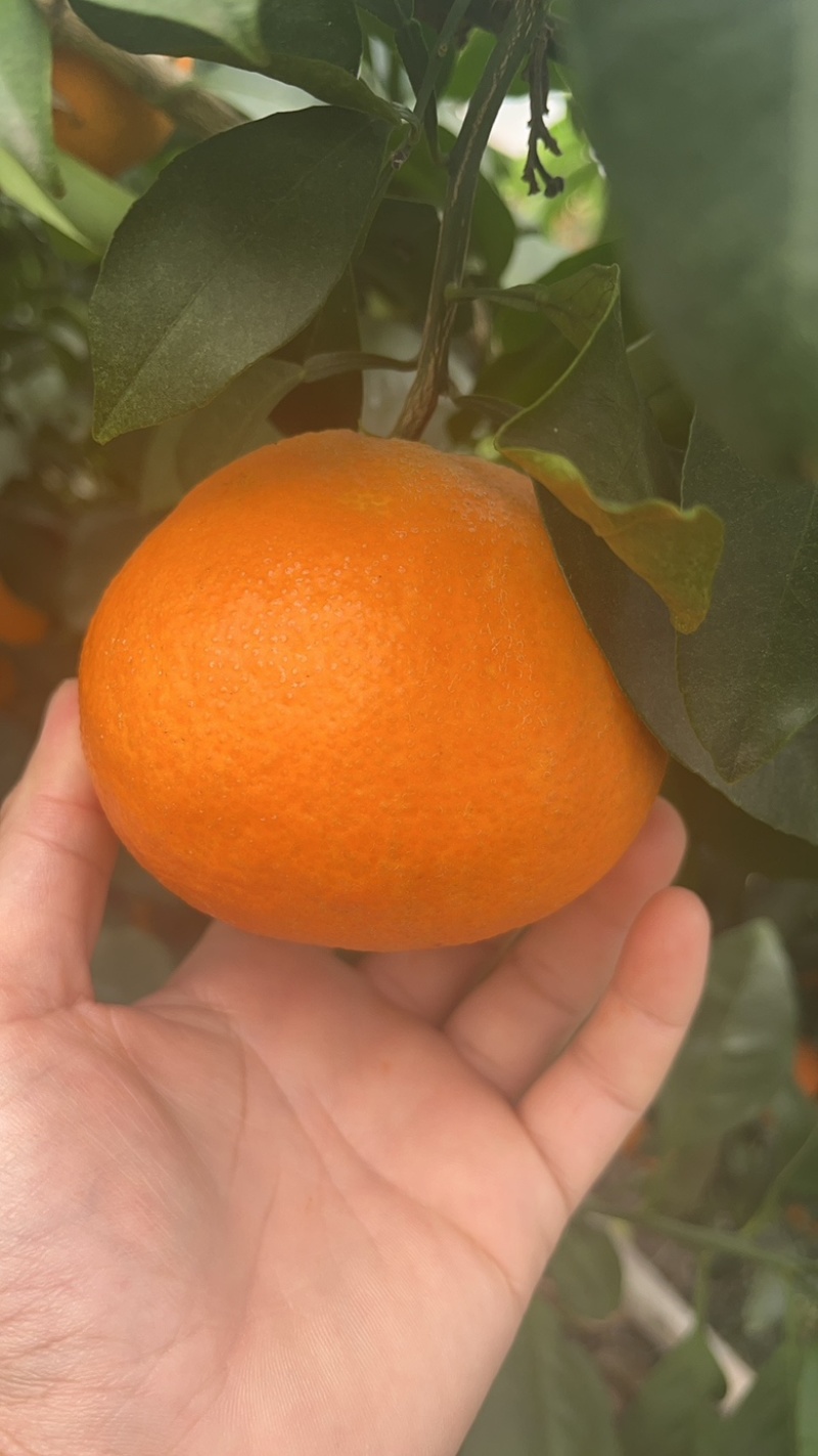 爱媛果冻橙爱媛38量大