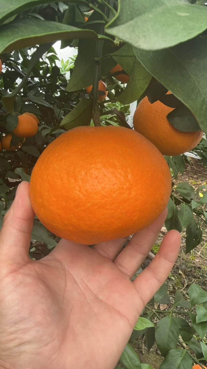 爱媛果冻橙爱媛38量大