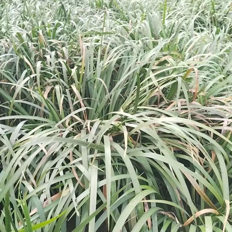 石菖蒲苗