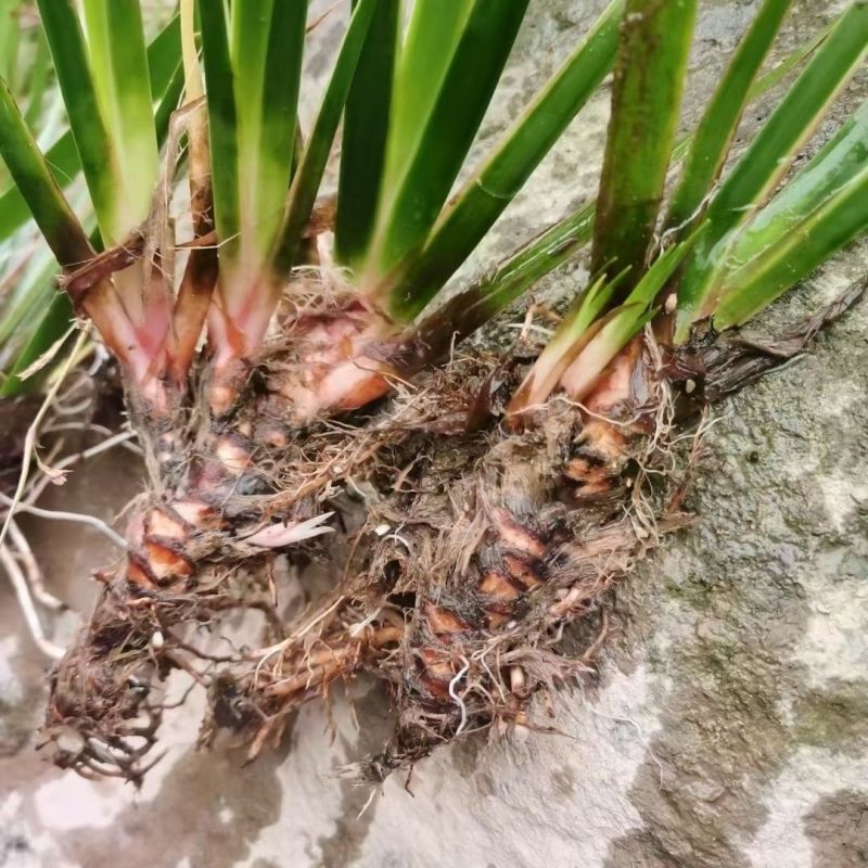 石菖蒲苗