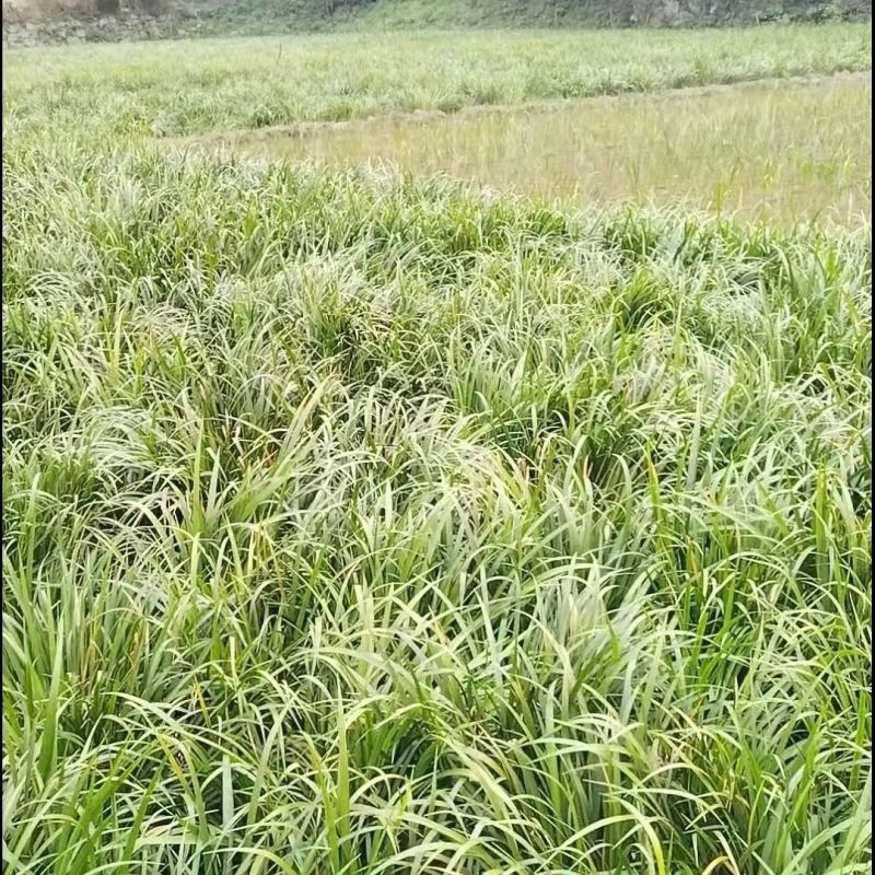 石菖蒲苗