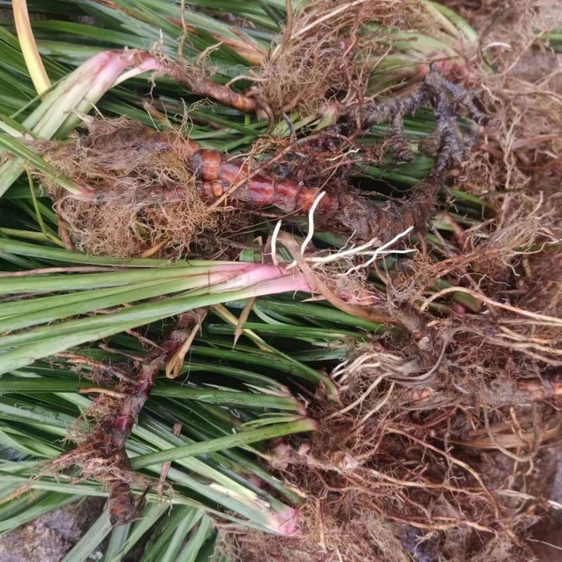 石菖蒲苗