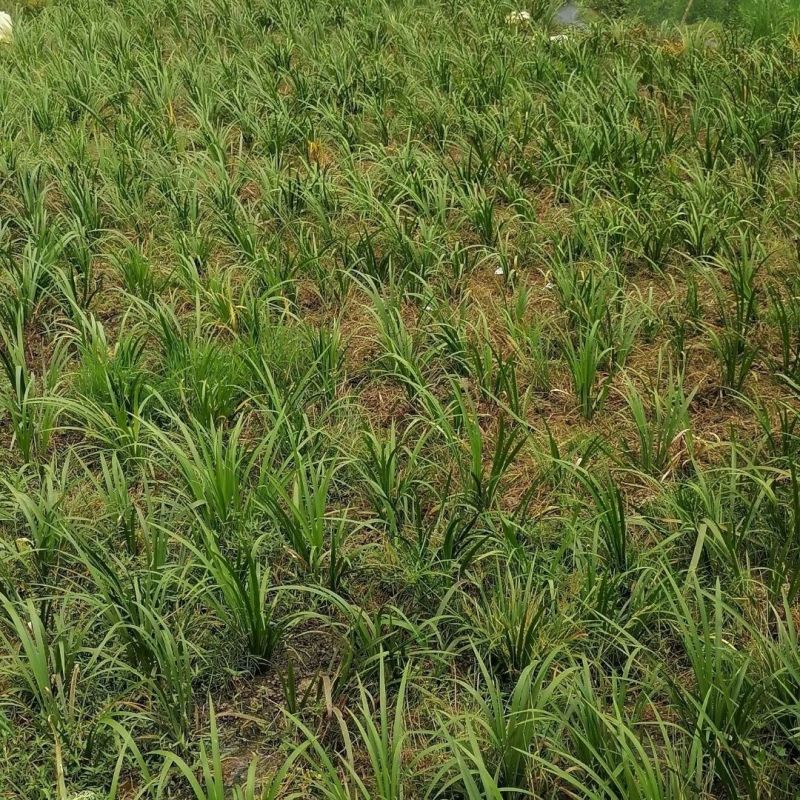 石菖蒲苗